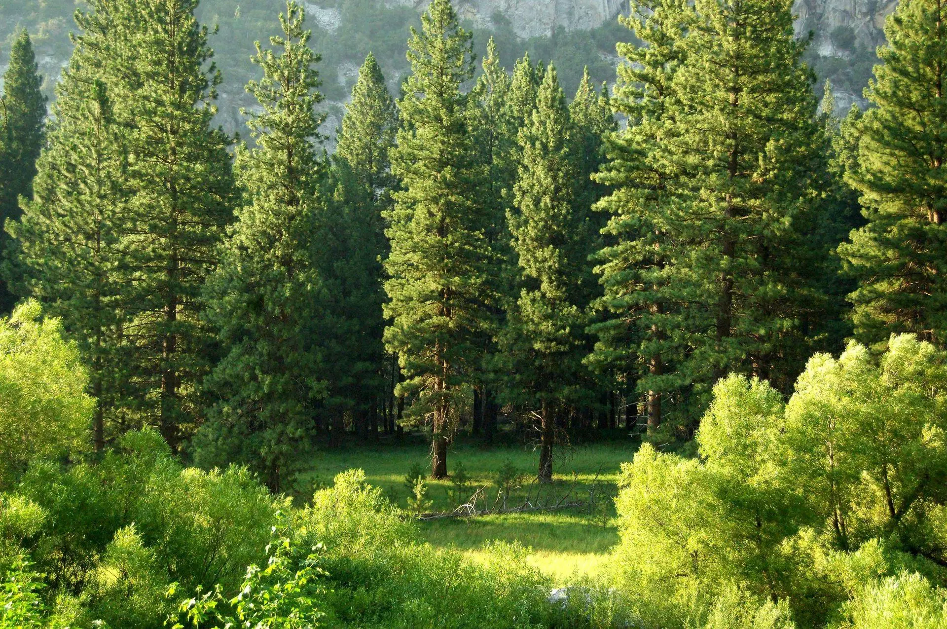 Pine forest in sunlight