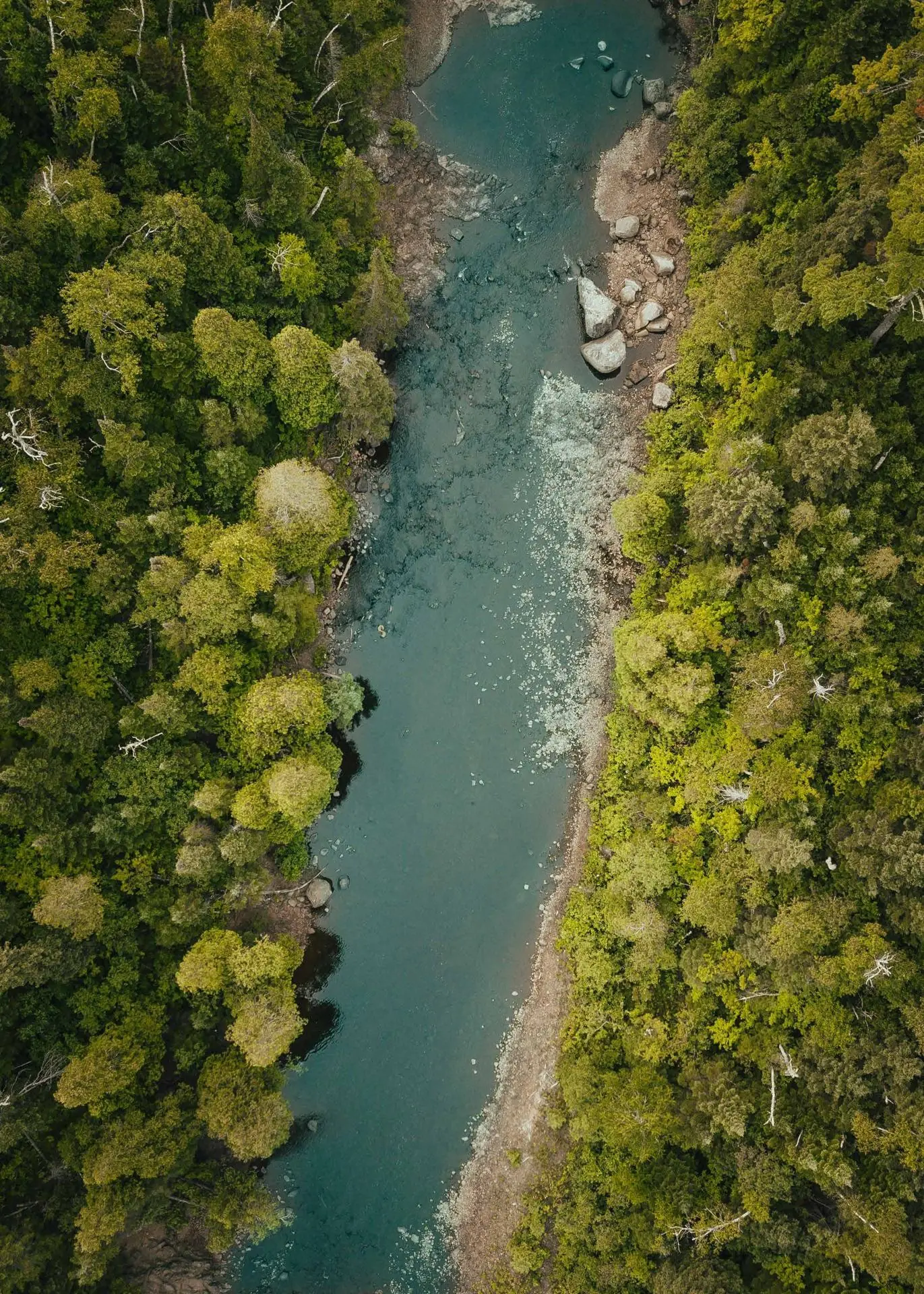 Aerial view of a river between forests