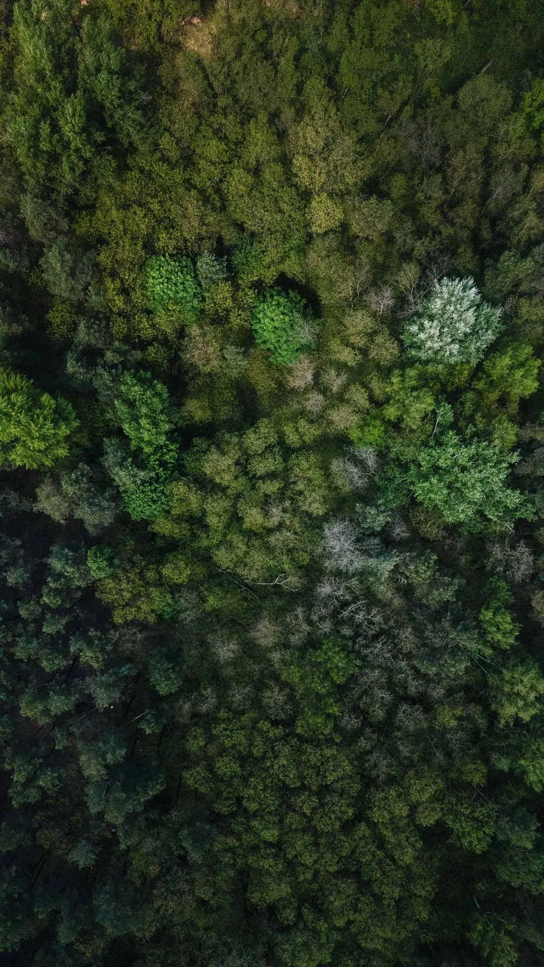 Aerial view of a dense forest canopy