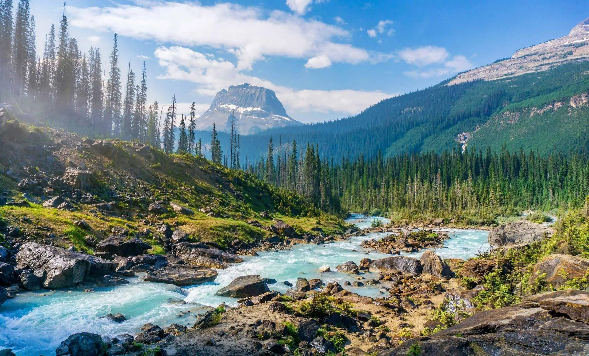 Mountain river flowing through a forest