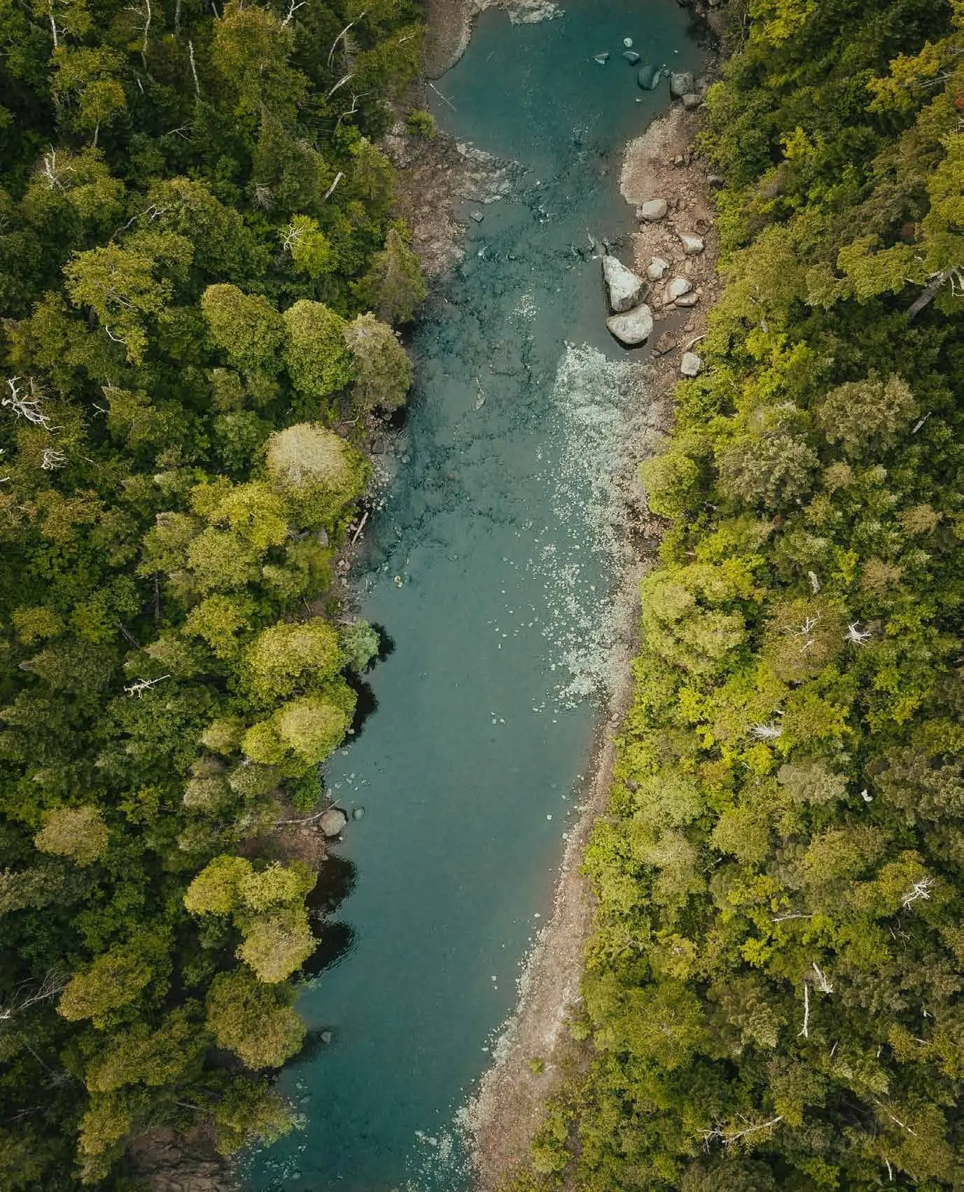 Aerial view of a river between forests
